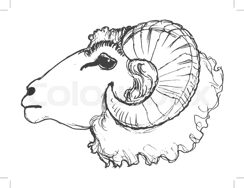 800x617 Vector, Sketch, Hand Drawn Illustration Of Ram Stock Vector - Ram Sketch