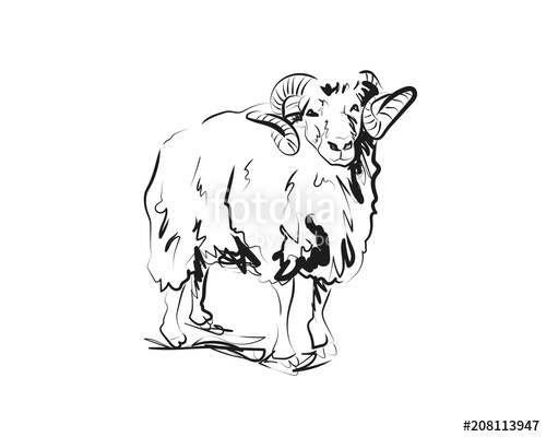 500x400 Vector Sketch Of Ram Stock Image And Royalty Free Vector Files On - Ram Sketch