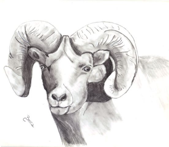 552x480 Charcoal Sketch, Bighorn Ram - Ram Sketch