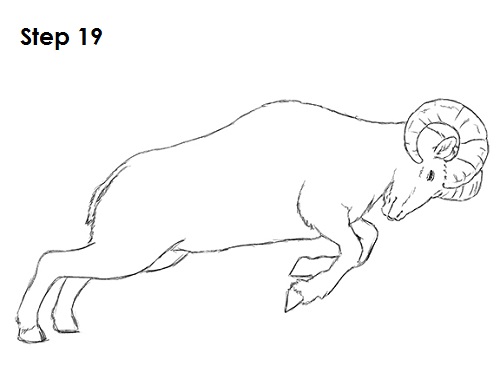 500x386 How To Draw A Bighorn Ram - Ram Sketch