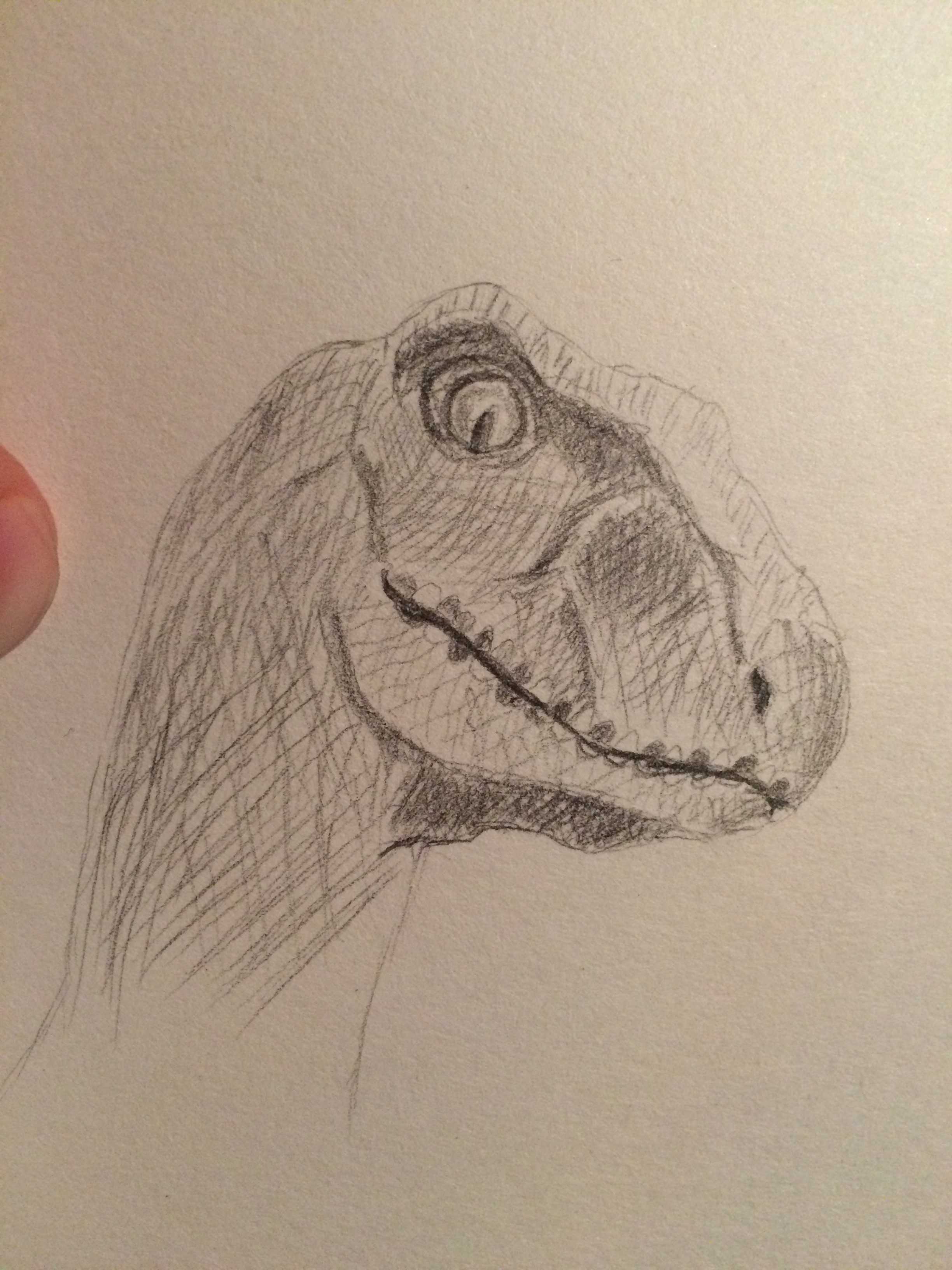2448x3264 Raptor Head Sketch - Raptor Sketch
