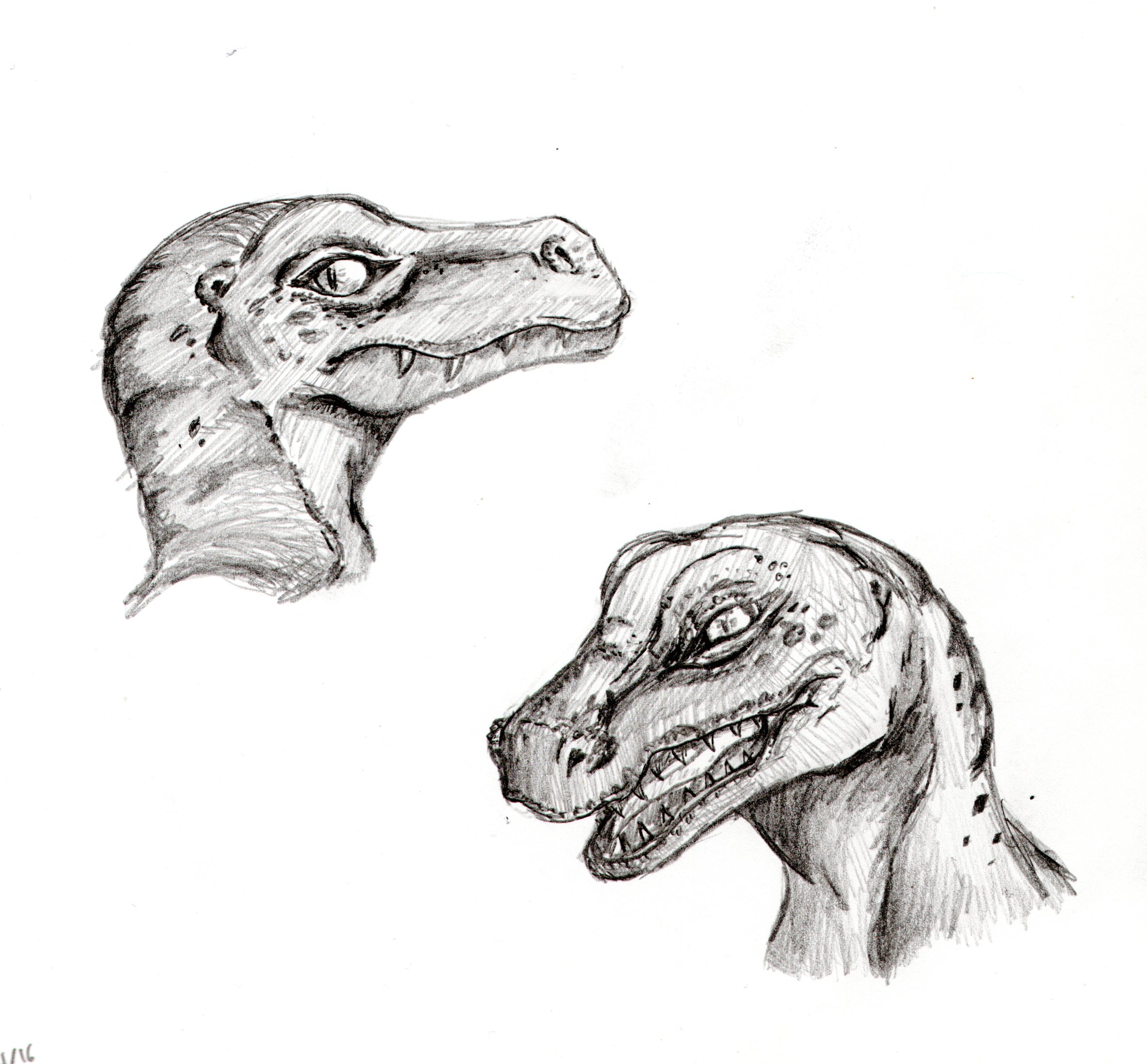 2368x2196 Raptor Sketch Practice Weasyl - Raptor Sketch