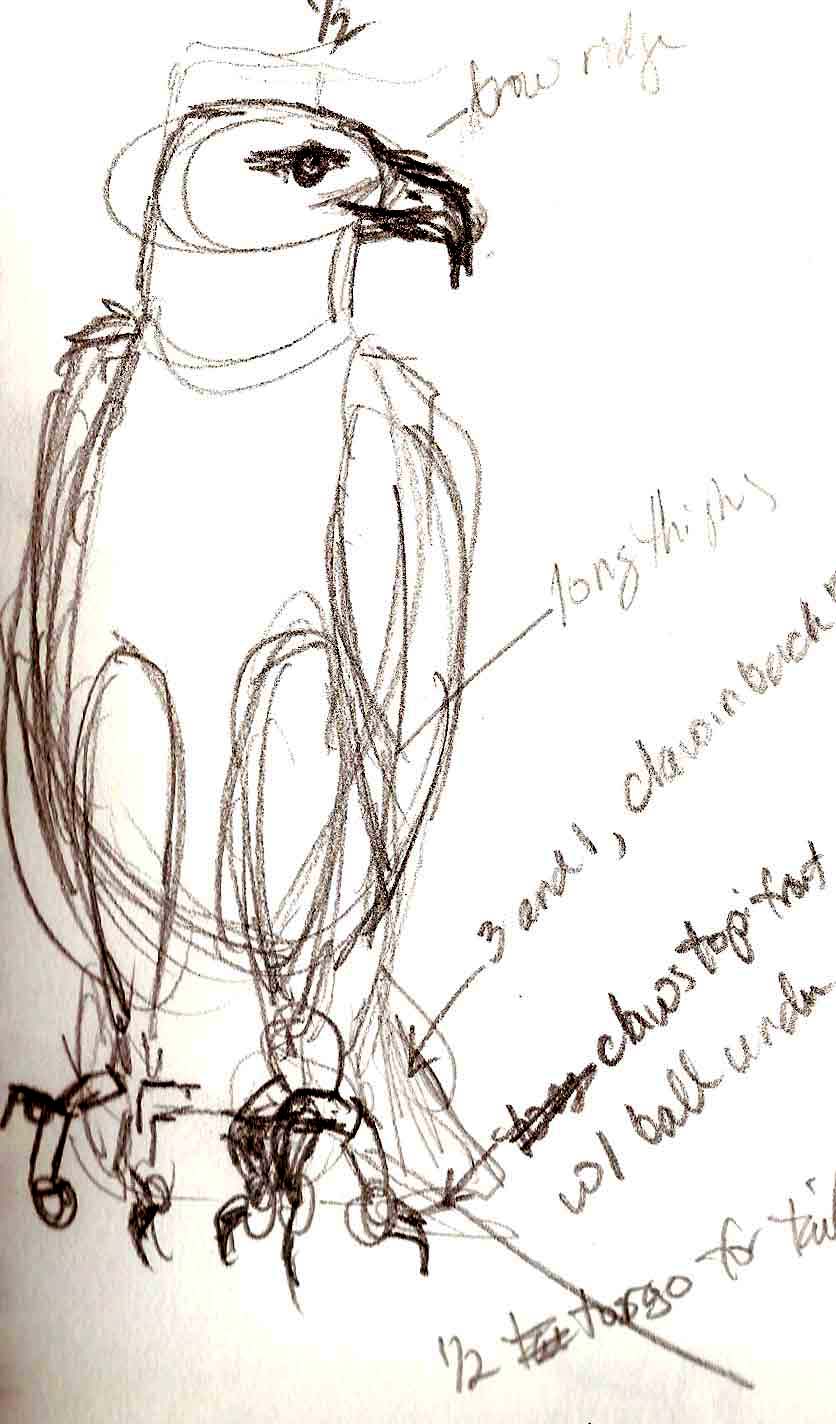 836x1424 Raptor Sketching - Raptor Sketch