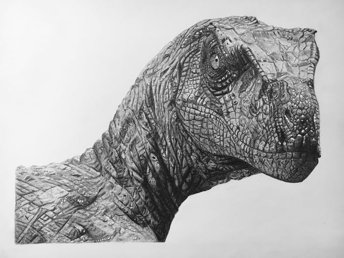 700x525 Raptor Drawing - Raptor Sketch