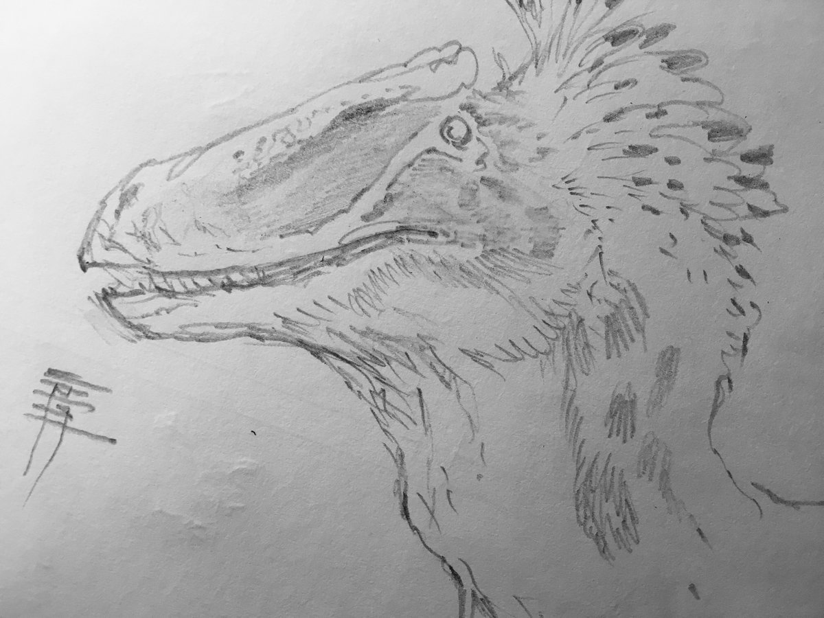 Raptor Sketch at PaintingValley.com | Explore collection of Raptor Sketch