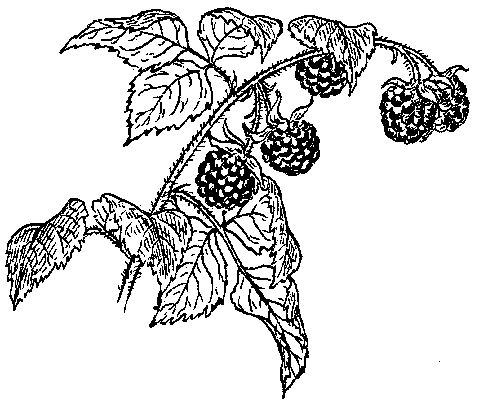 1545x1318 Raspberry Drawing, Pencil, Sketch, Colorful, Realistic Art Images - Raspberry Sketch