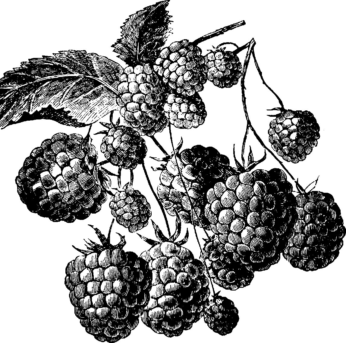 1148x1137 Raspberry Clipart Black And White - Raspberry Sketch