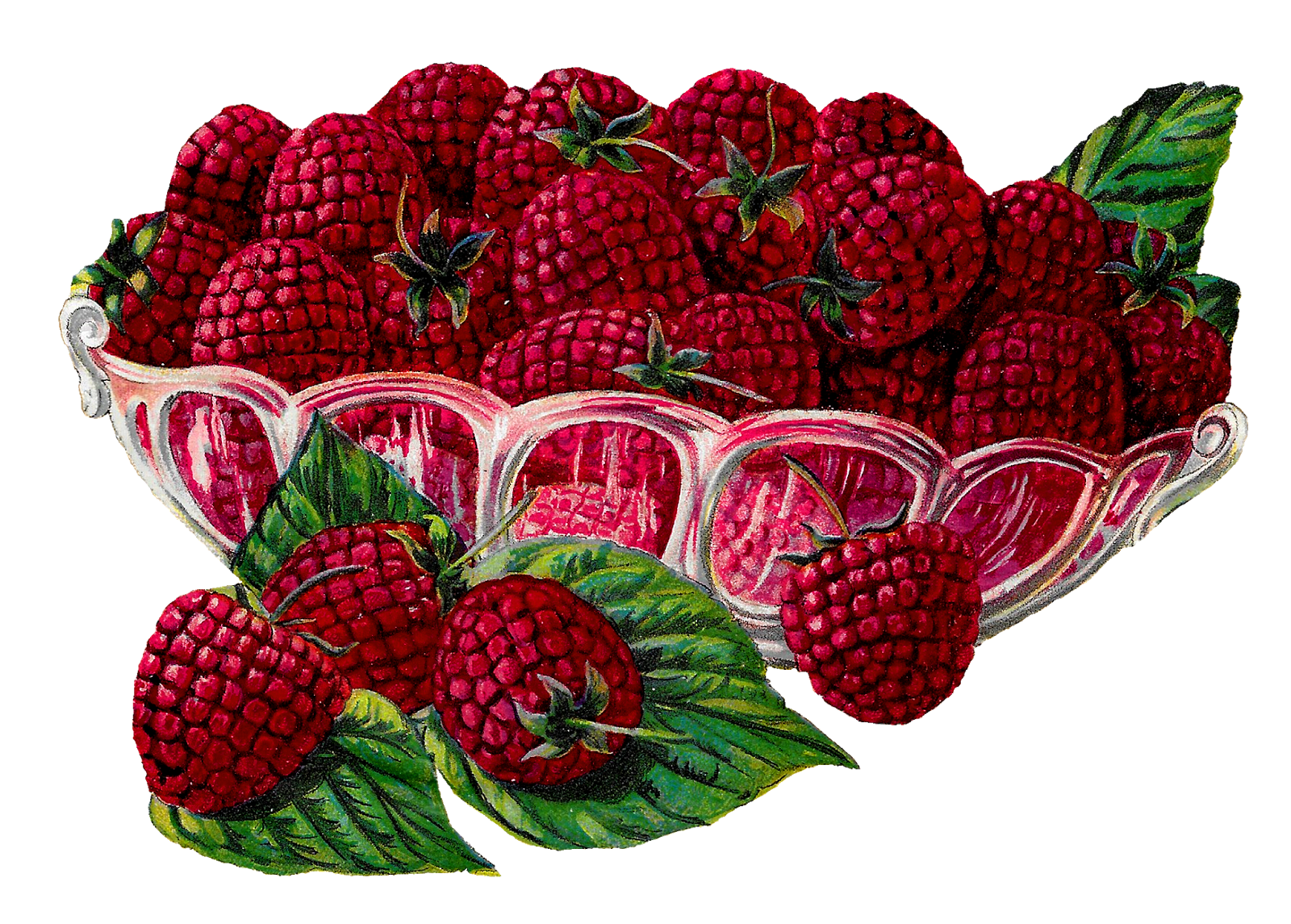 1600x1145 Raspberry Clipart Transparent - Raspberry Sketch