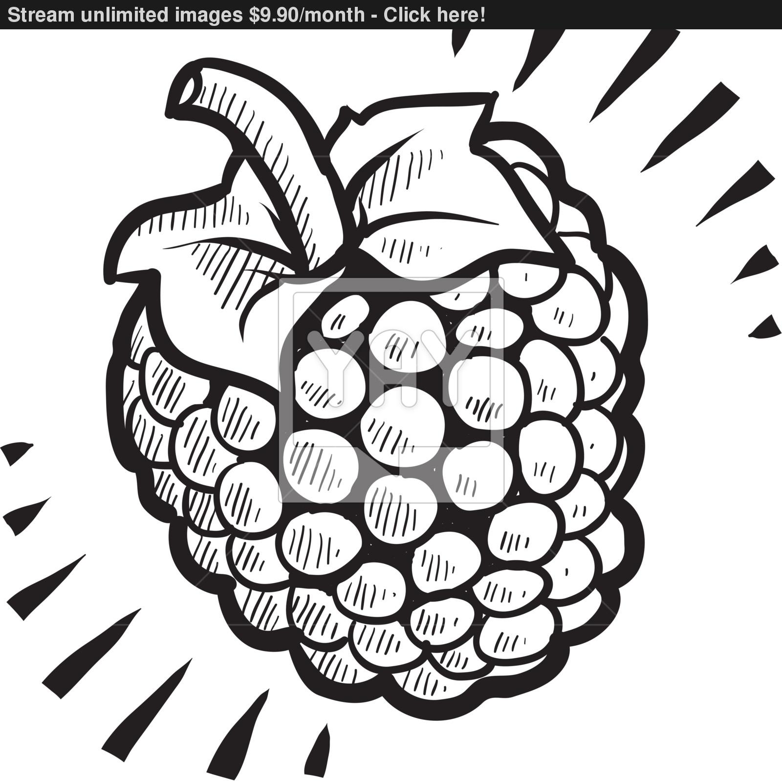 1600x1598 Raspberry Sketch Vector - Raspberry Sketch