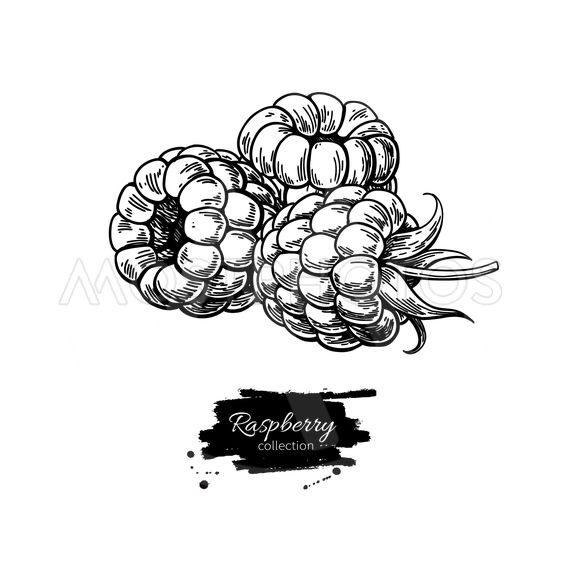 Raspberry Sketch at PaintingValley.com | Explore collection of