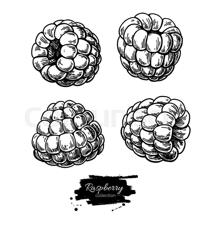 733x800 Raspberry Vector Drawing. Isolated Berry Branch Sketch On White - Raspberry Sketch