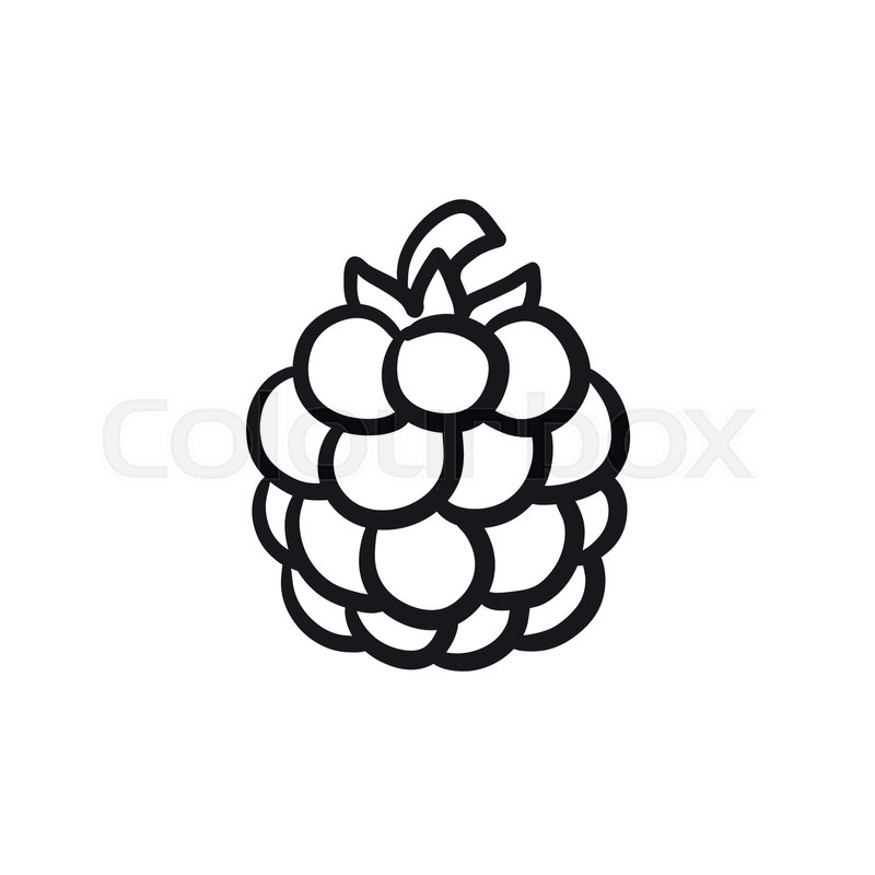 800x800 Raspberry Vector Sketch Icon Isolated On Background. Hand Drawn - Raspberry Sketch