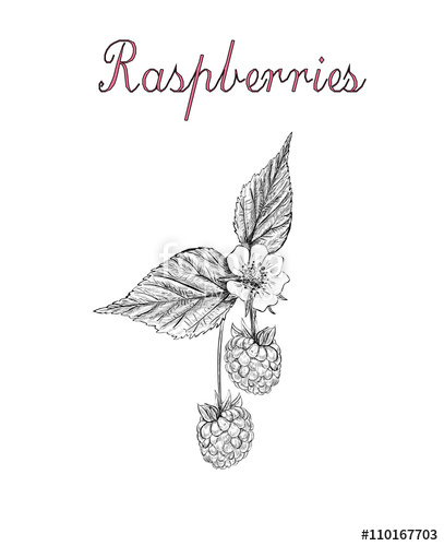 407x500 Raspberry Vector Illustration. Berries Sketch. Branch Of Blossom - Raspberry Sketch