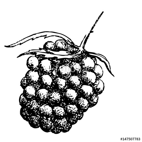 500x500 Realistic Sketch Raspberry. Beautiful Detailed Sketch Tattoo - Raspberry Sketch