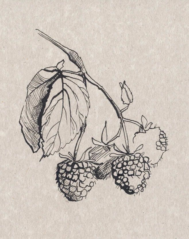 658x832 Russian Herbs. Sketch 02. Raspberry Craft Paper, Ink 2012 - Raspberry Sketch