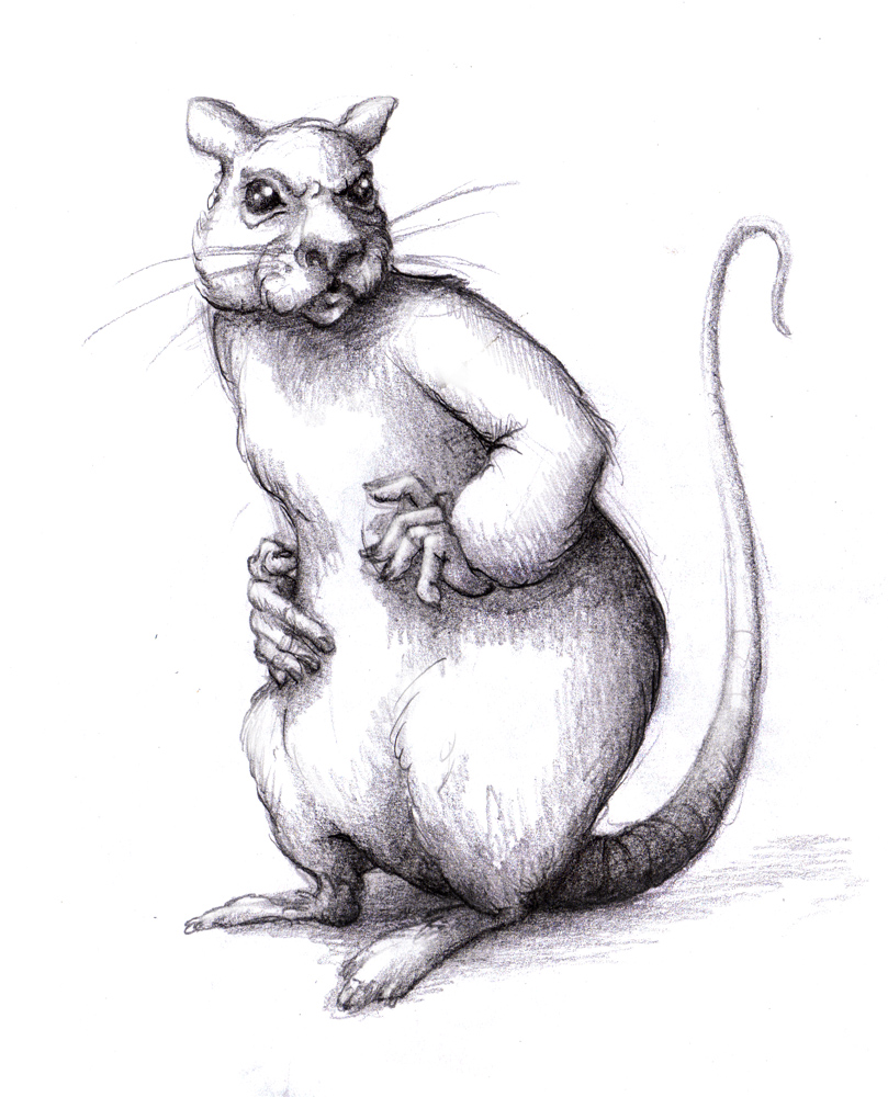 809x1000 Magellin . Blog Rat Sketch - Rat Sketch