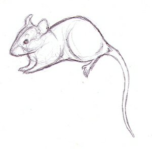 300x294 Rat Sketch 4 By Nikkiburr - Rat Sketch