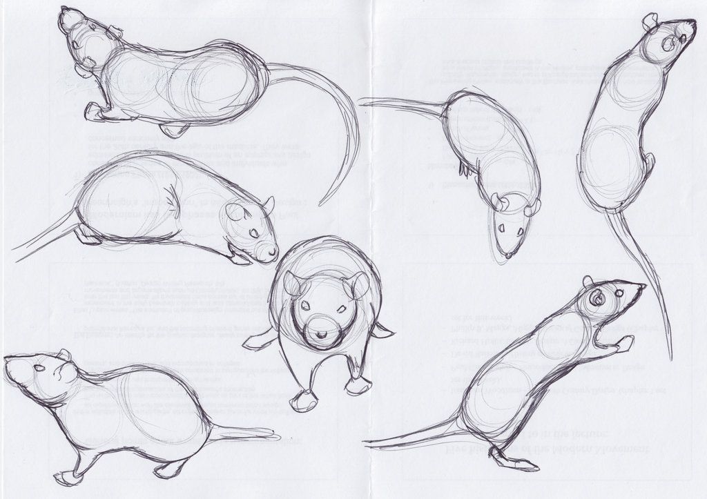 1024x723 Rat Sketches By On @ - Rat Sketch