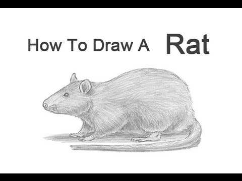 480x360 How To Draw A Rat - Rat Sketch