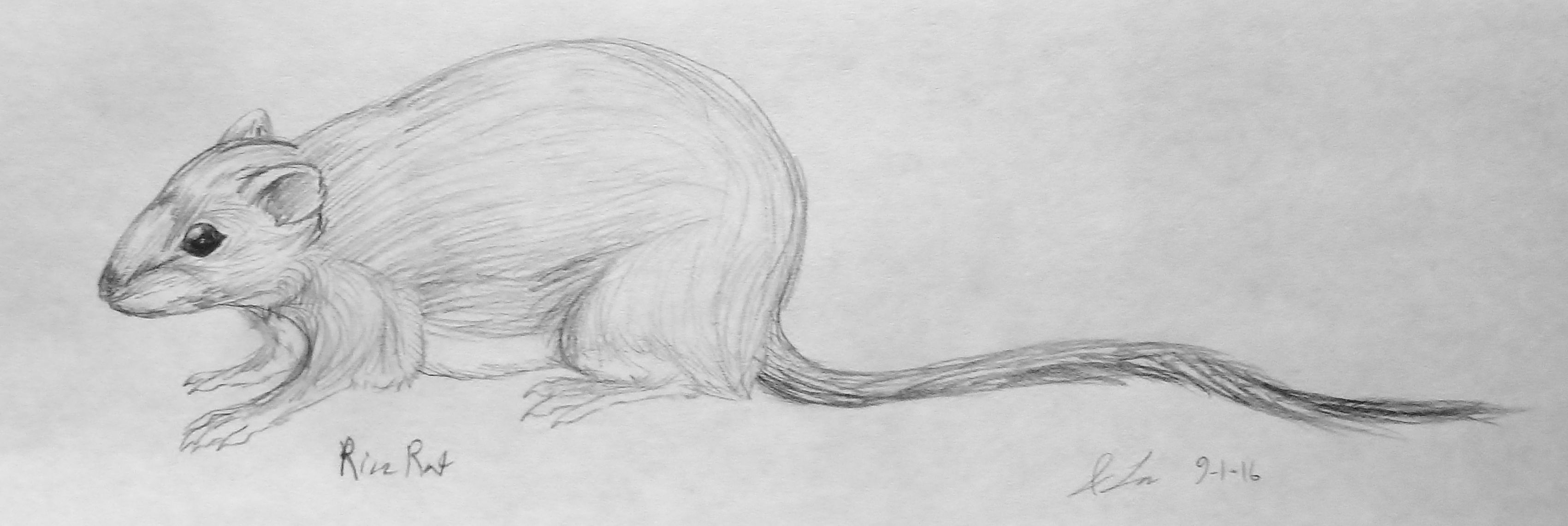 3401x1142 Rice Rat Sketch Study Weasyl - Rat Sketch