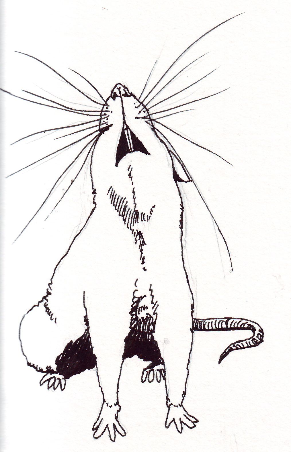 1015x1578 Tons Of Rat Drawings On This Google Search - Rat Sketch