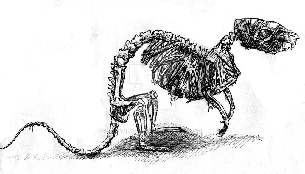 1024x585 Zombie Rat Sketch By Dewilish - Rat Sketch