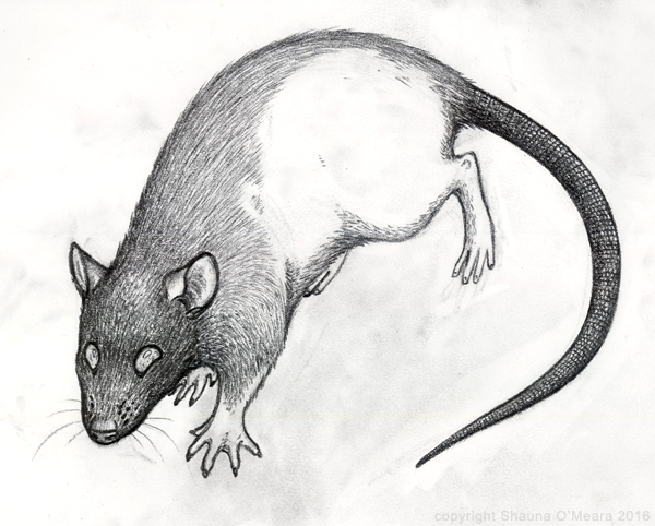600x482 Rat Drawing Omearaartandwords - Rat Sketch