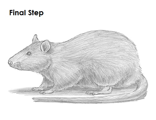 500x386 How To Draw A Rat - Rat Sketch