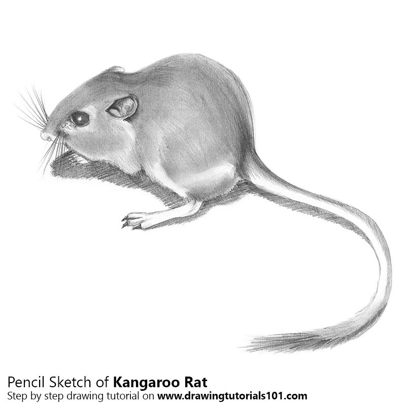 800x800 Kangaroo Rat Pencil Drawing - Rat Sketch