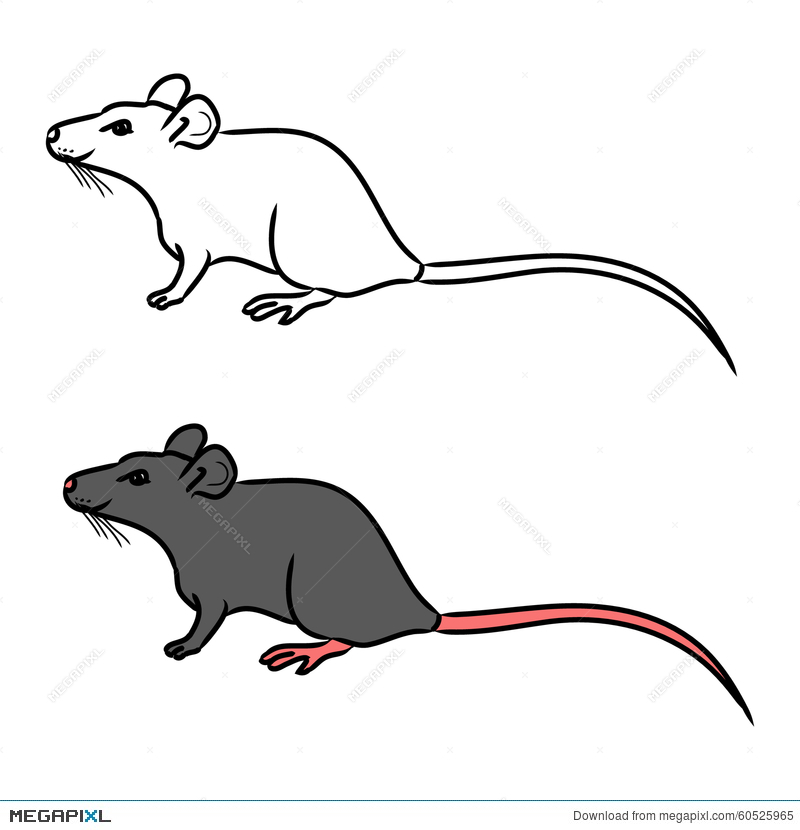 800x830 Rat, Mouse - Rat Sketch Images