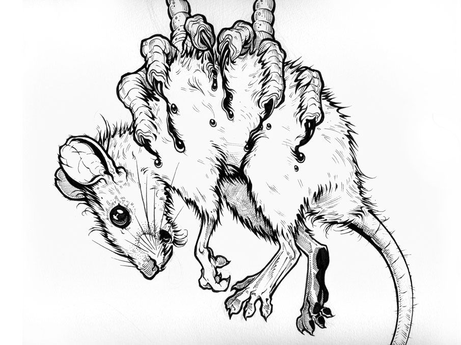 905x678 Rat Sketch - Rat Sketch Images