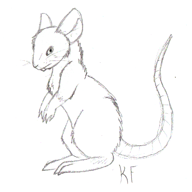 632x633 Rat Sketch By Little Painter - Rat Sketch Images