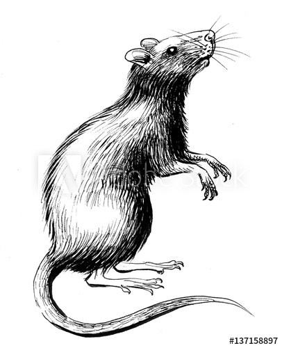 406x500 Rat Sketch - Rat Sketch Images
