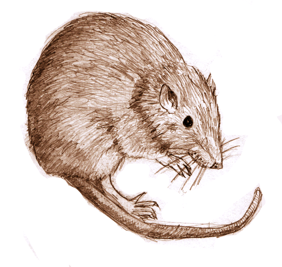 919x869 Rat Sketch By Gogglesofescape - Rat Sketch Images