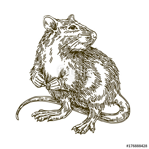 500x500 Rat. Sketch. Vector Illustration. Stock Image And Royalty Free - Rat Sketch Images