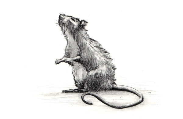 600x393 Sketch Of A Rat Greg Tatum - Rat Sketch Images