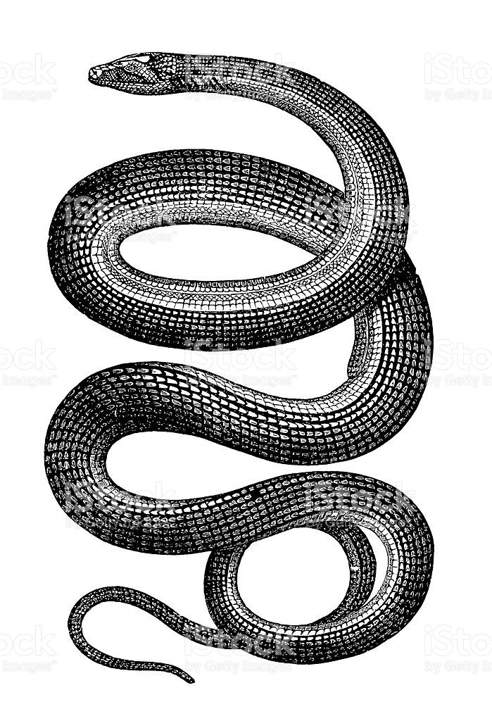 Snake Pencil Sketch At Paintingvalley Com Explore Collection Of Snake