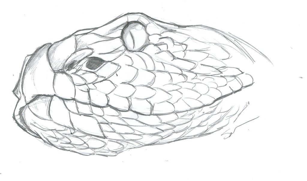 1024x603 Rattlesnake Head By Captainphillips22 - Rattlesnake Sketch