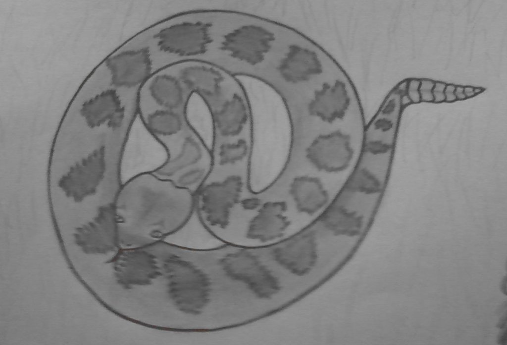 1024x696 Rattlesnake Sketch By Azhaeda - Rattlesnake Sketch