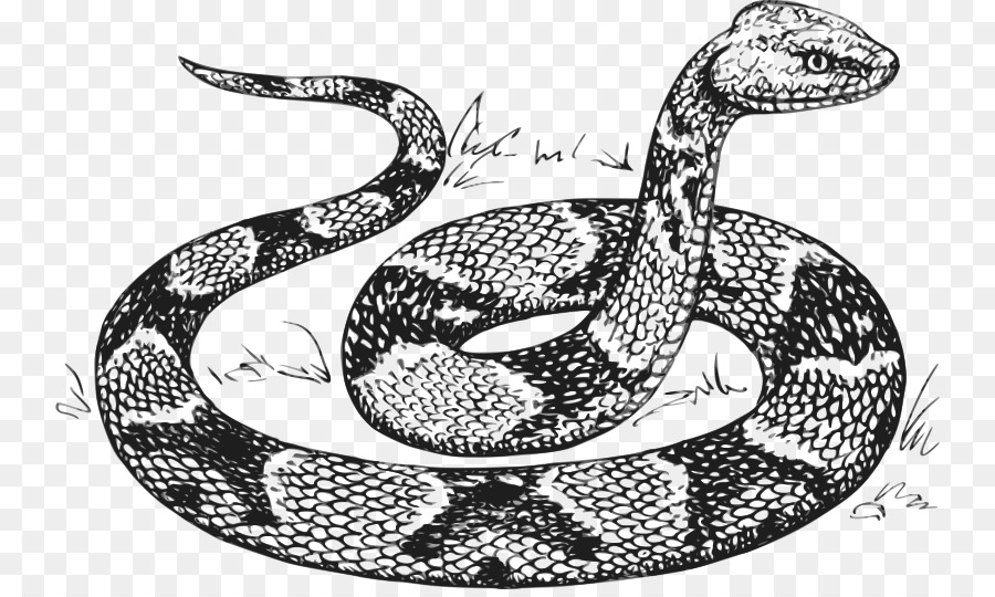 900x540 Snake Reptile Drawing Sketch - Rattlesnake Sketch