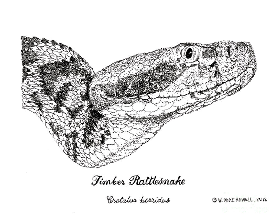 900x720 Timber Rattlesnake Drawing By Mike Howell - Rattlesnake Sketch