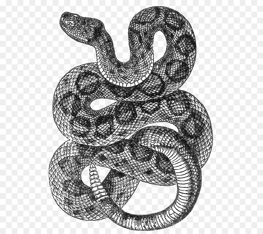 900x800 Western Diamondback Rattlesnake Drawing Clip Art - Rattlesnake Sketch