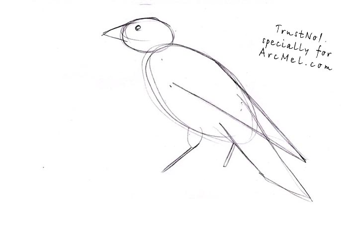 720x459 How To Draw A Raven Step By Step - Raven Bird Sketch