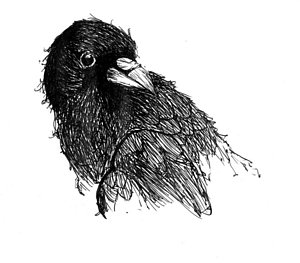 300x263 Raven Bird Drawings - Raven Bird Sketch