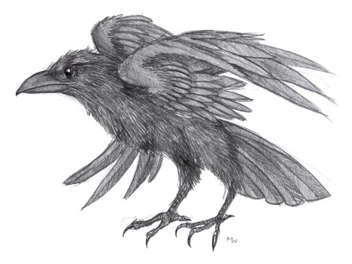 512x384 Raven Sketch By Lynxgriffin - Raven Bird Sketch