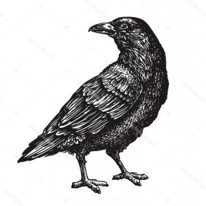 300x300 Vintage Drawn Raven Crow Bird Sketch Sohadacouri - Raven Bird Sketch