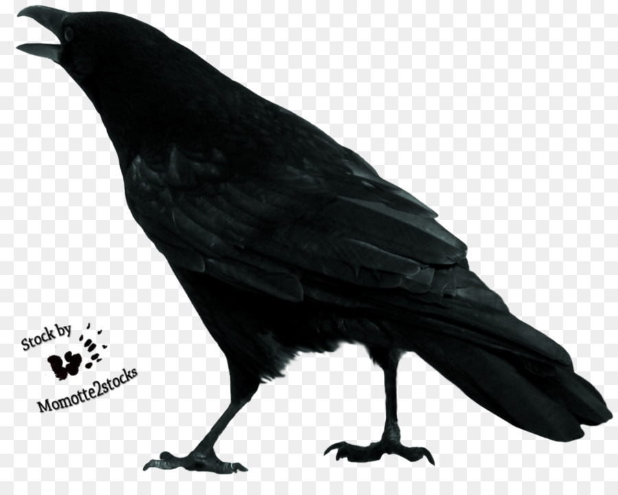 900x720 Bird Sketch - Raven Bird Sketch