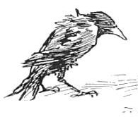 195x166 Black Bird Sketch - Raven Bird Sketch