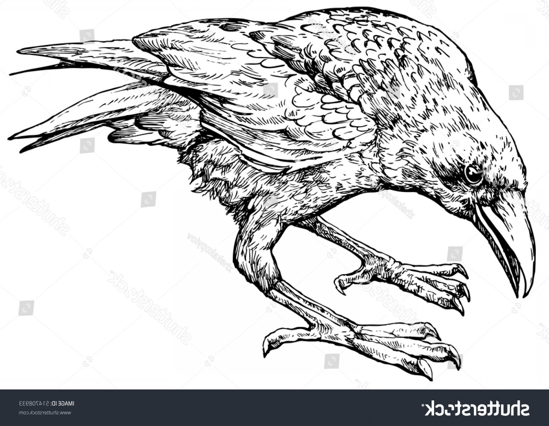 1800x1398 Black Raven Bird Hand Drawn Vector Sohadacouri - Raven Bird Sketch