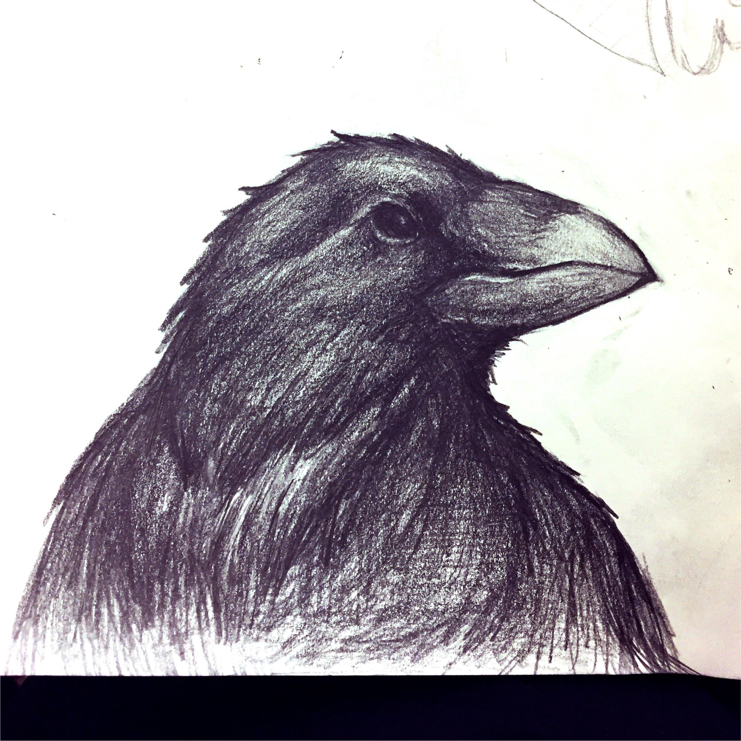 Рисунок вороны легкий
